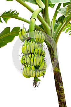 Banana on tree isolated on white background