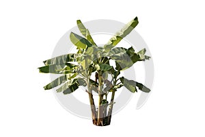 Banana tree isolated on white background with Clipping Path