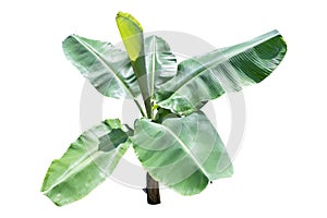 Banana tree isolated on white background,with clipping path