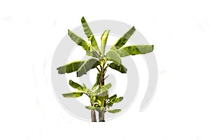 Banana tree isolated on white background with clipping path.