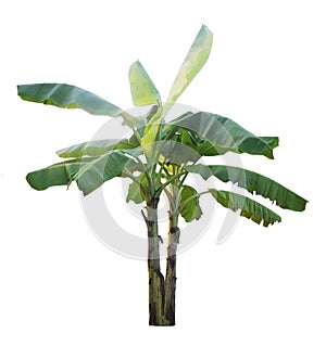 Banana tree isolated on a white background with clipping paths