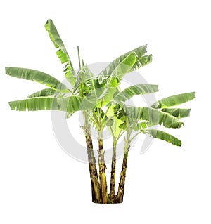 Banana tree isolated on a white background with clipping paths