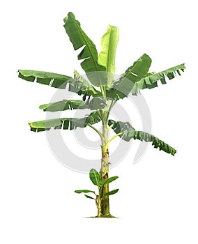 Banana tree isolated on a white background with clipping paths