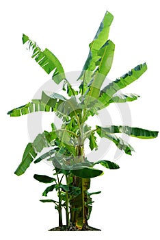 Banana tree isolated on white background with clipping paths for garden design