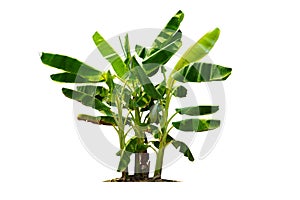 Banana tree isolated on white background with clipping paths for garden design