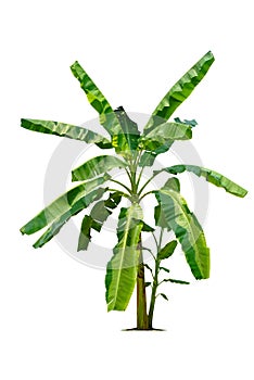 Banana tree isolated on white background with clipping paths for garden design