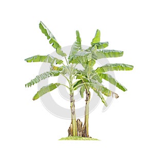 Banana tree isolated on white background with clipping paths for garden design