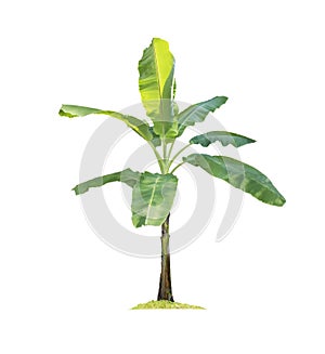 Banana tree isolated on white background with clipping paths for garden design