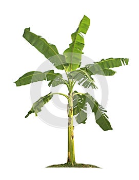 Banana tree isolated on white background with clipping paths for garden design