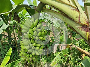 banana tree and its immature fruit