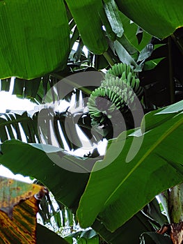 Banana tree with its unfruitful banana stands out from low angle