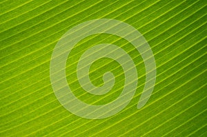 Banana tree leaf detail