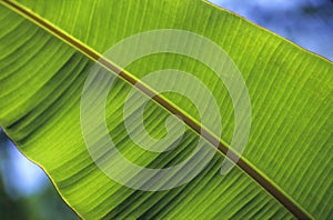 Banana tree leaf details