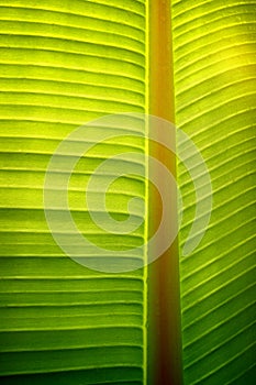 Banana Tree Leaf Pattern