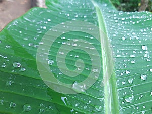 Banana tree leaf with rain drops