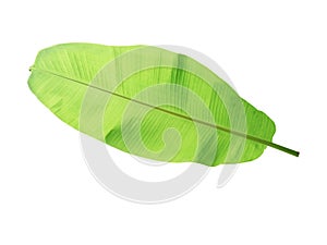 banana tree leaf of tropical plant, vacation and relaxation concept