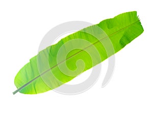 banana tree leaf of tropical plant, vacation and relaxation concept