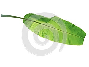 banana tree leaf of tropical plant, vacation and relaxation concept