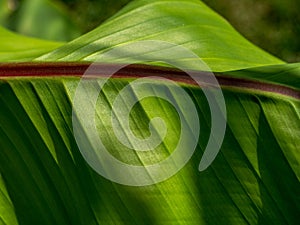 Banana tree leave close up texture background