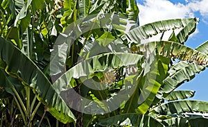 Banana tree leaves, Diamantina, Brazil