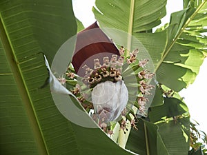 Banana tree with leaves and flowers.