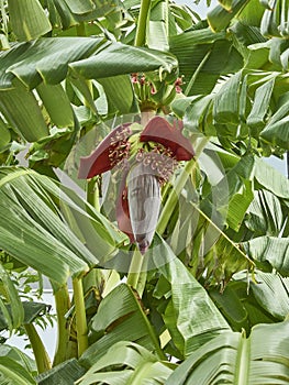 Banana tree with leaves and flowers.