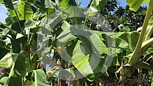 Banana tree leaves sway in the wind in the tropics