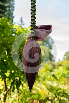 Banana tree in Mainau in Germany