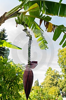 Banana tree in Mainau in Germany