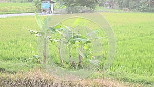 Banana tree in the middle of the rice field blown by the wind