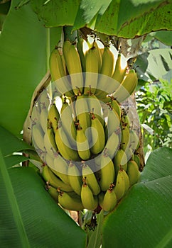 Banana tree musaceae monocotyledons perennial fruit tree growing yellow photo