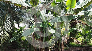 Banana tree at my villang