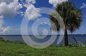 Banana tree and palm tree on river side in Melbourne, FL