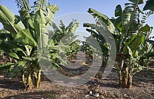 Banana Tree Panorama