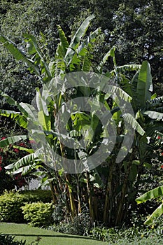 A banana tree in a park in Funchal, Madeira