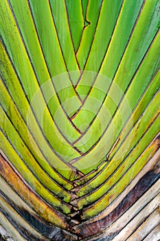 banana tree pattern