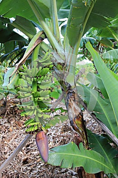 Banana tree plantation in Australia