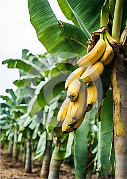 Banana tree in plantation with bunch of ripe bananas.