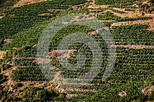 Banana tree plantation in Turkey