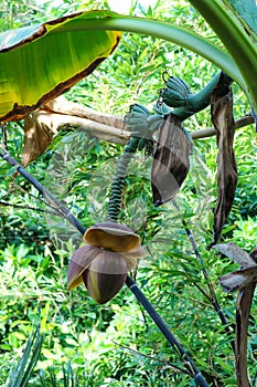 Banana tree producing fruit in tropical looking forest setting