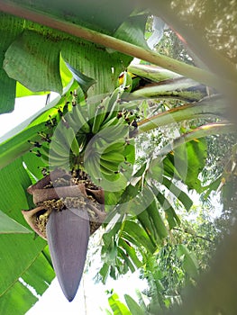 Banana tree with raw banana fruit