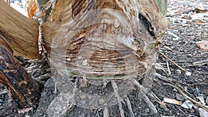 Banana tree root texture, nature