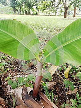 Banana tree shoots pictures