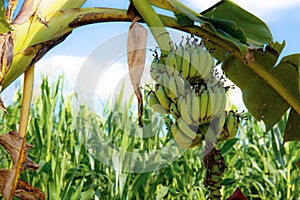 Banana on tree at sky