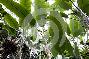 Banana tree subtropical garden photo