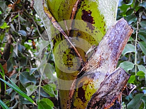 Banana tree trunk close up