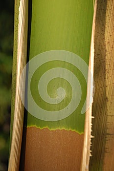 Banana tree Trunk texture Macro shot