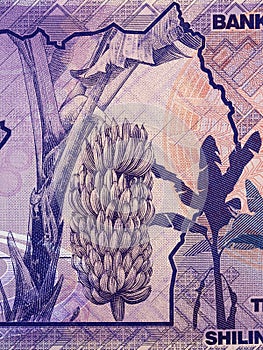 Banana tree from Ugandan money