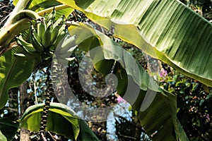 Banana tree with unripe fruit cultivars