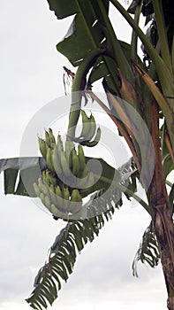 banana tree with banana